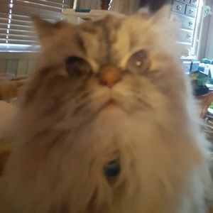 Meet your Posher, Donna